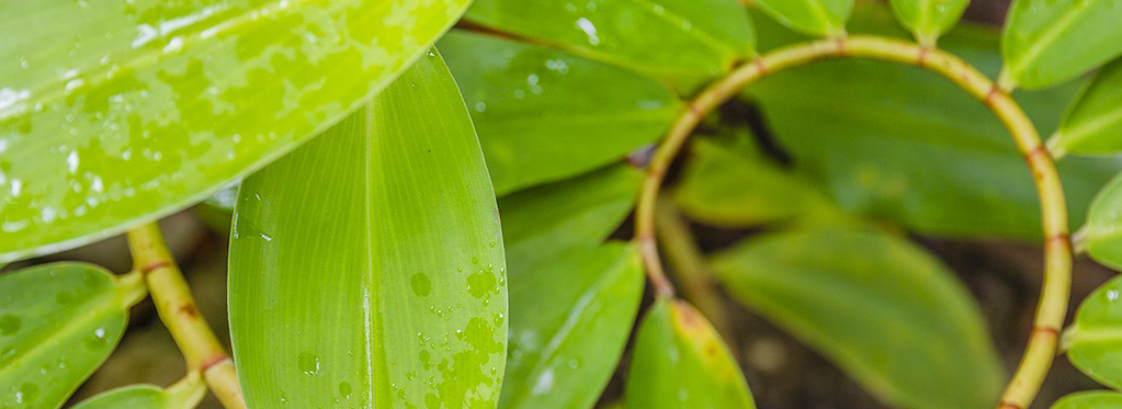 Gesellschaft für Naturkunde in Württemberg